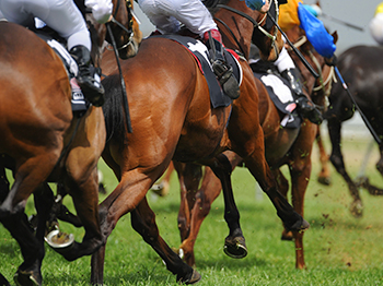 #1 Sports Book - Live Events